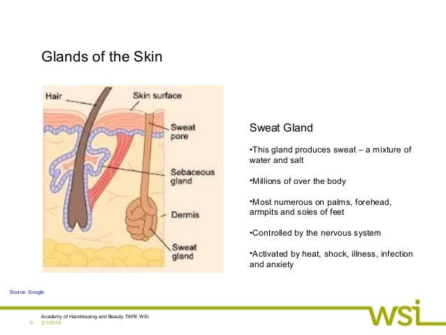Glands of the skin