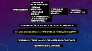 *PERDIDA DE
MASA MUSCULAR
*HIPERGLICEMIA

*ESTRIAS
ATROFICAS
*FRAGILIDAD
CAPILAR

*PERDIDA DE
DEPOSITOS
GRASOS

*FENOTIPO
PATOGNOSTICO

*SUCEPTIBILIDAD A
LA ENFERMEDAD
ACIDO-PEPTICA

DEPENDIENTES DE LA ACCION GLUCOCORTICOIDE
EFECTOS BIOLOGICOS EN SITUACIONES DE HIPERCORTISOLEMIA

DEPENDIENTES DE LA ACCION MINERALOCORTICOIDE
*HIPERTENSION ARTERIAL

 