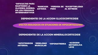 *DIFICULTAD PARA
MANTENER LA
GLICEMIA NORMAL
EN LOS PERIODOS
INTERDIGESTIVOS

*MARCADA
ASTENIA

*PERDIDA DE *SUCEPTIBILIDAD
PESO
AL ESTRESS

DEPENDIENTES DE LA ACCION GLUCOCORTICOIDE
EFECTOS BIOLOGICOS EN SITUACIONES DE HIPOCORTISOLEMIA

DEPENDIENTES DE LA ACCION MINERALOCORTICOIDE

*HIPOTENSION
ARTERIAL

*DEBILIDAD
MUSCULAR

*HIPONATREMIA

*ACIDOSIS
METABOLICA
LEVE

 