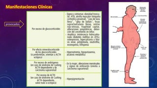 Manifestaciones Clínicas

provocados

 