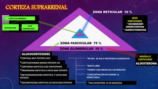 CORTEZA SUPRARRENAL

ZONA RETICULAR 10 %

ZONA FASCICULAR 75 %
ZONA GLOMERULAR 15 %
GLUCOCORTICOIDES
*CORTISOL-MUY POTENTE-95%

*90-95% SE FIJA A PROTEINAS PLASMATICAS

*CORTICOSTERONA-MENOS POTENTE-4%
*CORTISONA-SINTETICA-CASI TAN POTENTE
*PREDNISONA-SINTETICA-4 VECES MAS POTENTE

*RESTO LIBRE

*METILPREDNISOLONA-SINTETICA- 5 VECES MAS

*CONCENTRACION EN SANGRE 12
MGRS/100mL

POTENTE

*DEXAMETASONA-SINTETICA-30 VECES MAS POTENTE

*TIEMPO VIDA MEDIA 60 A 90 MINUTOS

*TASA SECRETORA 15-20 MGRS/DIA

 