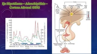 Eje Hipotálamo – Adenohipófisis –
Corteza Adrenal (HPA)

 
