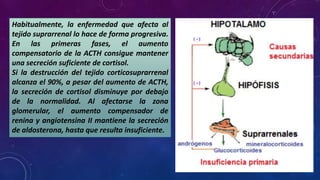 Habitualmente, la enfermedad que afecta al
tejido suprarrenal lo hace de forma progresiva.
En las primeras fases, el aumento
compensatorio de la ACTH consigue mantener
una secreción suficiente de cortisol.
Si la destrucción del tejido corticosuprarrenal
alcanza el 90%, a pesar del aumento de ACTH,
la secreción de cortisol disminuye por debajo
de la normalidad. Al afectarse la zona
glomerular, el aumento compensador de
renina y angiotensina II mantiene la secreción
de aldosterona, hasta que resulta insuficiente.

 