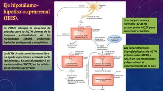 Eje hipotálamohipofiso-suprarrenal
(HHS).
La POMC alberga la secuencia de
péptidos para la ACTH, formas de la
hormona estimuladora de los
melanocitos
(MSH),
endorfinas
(opioides endógenos) y encefalinas

La ACTH circula como hormona libre
no ligada a proteínas, semivida corta
(10 minutos). Se une al receptor 2 de
melanocortina (MC2R) en las células
de la corteza suprarrenal

Las concentraciones
normales de ACTH
actúan sobre MC2R para
aumentar el cortisol.

Las concentraciones
Suprafisiológicas de ACTH
actúan sobre MC2R y
MC1R en los melanocitos
y determinan el
oscurecimiento de la piel.

 