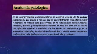 Anatomía patológica
En la suprarrenalitis autoinmunitaria se observa atrofia de la corteza
suprarrenal, que afecta a las tres capas, con infiltración linfocitaria inicial
y necrosis; la médula está preservada. En la tuberculosis existen nódulos
caseosos, fibrosis y calcificaciones visibles en más del 50% de los casos,
con afección cortical y medular. En los casos de amiloidosis y en la
adrenoleucodistrofia, los depósitos de amiloide o VLCFA, respectivamente,
se depositan principalmente en las zonas fascicular y reticular.

 