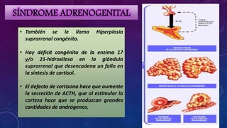 SÍNDROME ADRENOGENITAL
• También se le llama
suprarrenal congénita.

Hiperplasia

• Hay déficit congénito de la enzima 17
y/o 21-hidroxilasa en la glándula
suprarrenal que desencadena un fallo en
la síntesis de cortisol.
• El defecto de cortisona hace que aumente
la secreción de ACTH, que al estimular la
corteza hace que se produzcan grandes
cantidades de andrógenos.

 