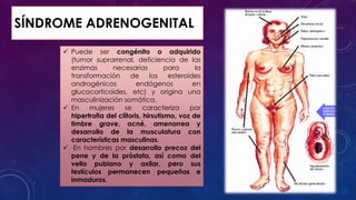 SÍNDROME ADRENOGENITAL
 Puede ser congénito o adquirido
(tumor suprarrenal, deficiencia de las
enzimas
necesarias
para
la
transformación
de
los
esteroides
androgénicos
endógenos
en
glucocorticoides, etc) y origina una
masculinización somática.
 En
mujeres
se
caracteriza
por
hipertrofia del clítoris, hirsutismo, voz de
timbre grave, acné, amenorrea y
desarrollo de la musculatura con
características masculinas.
 En hombres por desarrollo precoz del
pene y de la próstata, así como del
vello pubiano y axilar, pero sus
testículos permanecen pequeños e
inmaduros.

 
