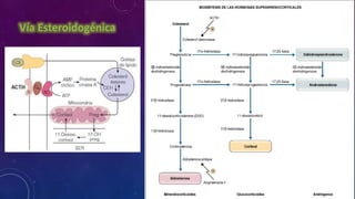 Vía Esteroidogénica

 