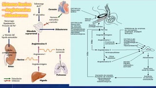 Sistema Renina
– Angiotensina
- Aldosterona

 