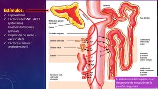 Estímulos.
 Hipovolemia
 Factores del SNC : ACTH
(pituitaria),
Glomerulotropinas
(pineal)
 Depleción de sodio –
exceso de K
 Factores renales :
angiotensina II

La aldosterona toma parte en el
mecanismo de elevación de la
presión sanguínea

 