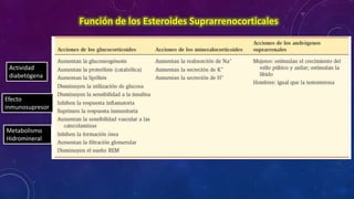 Función de los Esteroides Suprarrenocorticales

Actividad
diabetógena

Efecto
inmunosupresor

Metabolismo
Hidromineral

 
