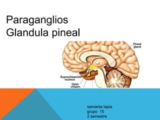 Paraganglios
Glandula pineal
samanta tapia
grupo 15
2 semestre
 
