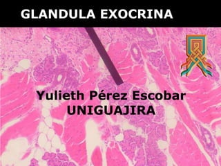 GLANDULA EXOCRINA

Yulieth Pérez Escobar
UNIGUAJIRA

 