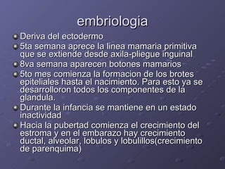 embriologia Deriva del ectodermo 5ta semana aprece la linea mamaria primitiva que se extiende desde axila-pliegue inguinal 8va semana aparecen botones mamarios  5to mes comienza la formacion de los brotes epiteliales hasta el nacimiento. Para esto ya se desarrolloron todos los componentes de la glandula. Durante la infancia se mantiene en un estado inactividad Hacia la pubertad comienza el crecimiento del estroma y en el embarazo hay crecimiento ductal, alveolar, lobulos y lobulillos(crecimiento de parenquima) 