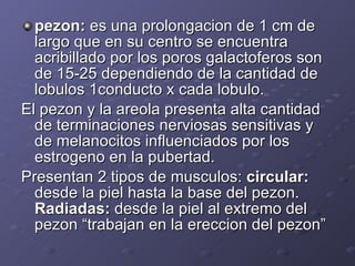 pezon:  es una prolongacion de 1 cm de largo que en su centro se encuentra acribillado por los poros galactoferos son de 15-25 dependiendo de la cantidad de lobulos 1conducto x cada lobulo. El pezon y la areola presenta alta cantidad de terminaciones nerviosas sensitivas y de melanocitos influenciados por los estrogeno en la pubertad. Presentan 2 tipos de musculos:  circular:  desde la piel hasta la base del pezon.  Radiadas:  desde la piel al extremo del pezon “trabajan en la ereccion del pezon” 