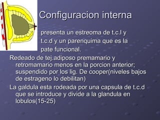 Configuracion interna presenta un estreoma de t.c.l y  t.c.d y un parenquima que es la  pate funcional. Redeado de tej.adiposo premamario y retromamario menos en la porcion anterior; suspendido por los lig. De cooper(niveles bajos de estrageno lo debilitan) La galdula esta rodeada por una capsula de t.c.d que se introduce y divide a la glandula en lobulos(15-25) 