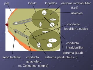 piel  lobulo  lobulillos  estroma intralobulillar (t.c.l) alveolos   conducto lobulillar(e.cubico s.) conducto intralobulillar estroma (t.c.d) seno lactifero  conducto  estroma periductal(t.c.l) galactofero (e. Celindrico. simple) 