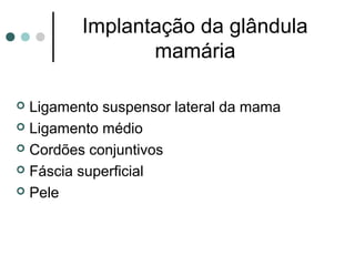 Implantação da glândula
                mamária

 Ligamento suspensor lateral da mama
 Ligamento médio

 Cordões conjuntivos

 Fáscia superficial

 Pele
 