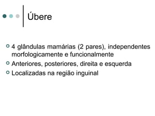 Úbere


 4 glândulas mamárias (2 pares), independentes
  morfologicamente e funcionalmente
 Anteriores, posteriores, direita e esquerda

 Localizadas na região inguinal
 