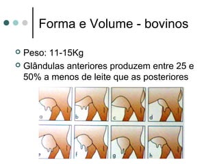Forma e Volume - bovinos

 Peso: 11-15Kg
 Glândulas anteriores produzem entre 25 e
  50% a menos de leite que as posteriores
 