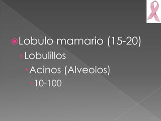 Lobulo   mamario (15-20)
 › Lobulillos
  Acinos (Alveolos)
   10-100
 