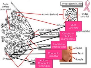 Seno
                               Lactifero

                       Conducto
                        Lobular o
                      segmentario

               Conducto
             interlobulillar

        Conducto
        Lobulillar
  Acinos-
Conductos
terminales
 