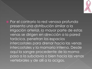    Por el contrario la red venosa profunda
    presenta una distribución similar a la
    irrigación arterial, la mayor parte de estas
    venas se dirigen en dirección a la pared
    torácica, penetran los espacios
    intercostales para drenar hacia las venas
    intercostales y la mamaria interna. Desde
    aquí la sangre procedente de la mama
    pasa a la subclavia o bien hacia las venas
    vertebrales y de allí a la acigos.
 