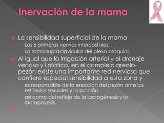    La sensibilidad superficial de la mama
    › Los 6 primeros nervios intercostales,
    › La rama supraclavicular del plexo braquial.
   Al igual que la irrigación arterial y el drenaje
    venoso y linfático, en el complejo areola-
    pezón existe una importante red nerviosa que
    confiere especial sensibilidad a esta zona y
    › es responsable de la erección del pezón ante los
      estímulos sexuales y la succión
    › así como del reflejo de la lactogénesis y la
      lactopoyesis.

 