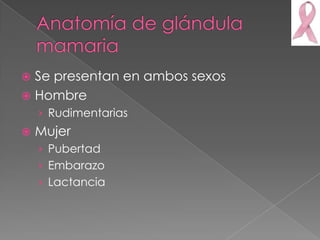  Se presentan en ambos sexos
 Hombre
    › Rudimentarias
   Mujer
    › Pubertad
    › Embarazo
    › Lactancia
 