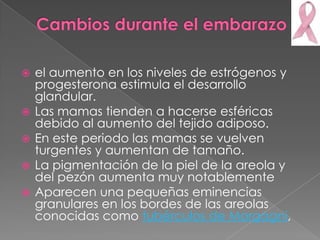    el aumento en los niveles de estrógenos y
    progesterona estimula el desarrollo
    glandular.
   Las mamas tienden a hacerse esféricas
    debido al aumento del tejido adiposo.
   En este periodo las mamas se vuelven
    turgentes y aumentan de tamaño.
   La pigmentación de la piel de la areola y
    del pezón aumenta muy notablemente
   Aparecen una pequeñas eminencias
    granulares en los bordes de las areolas
    conocidas como tubérculos de Morgagni,
 