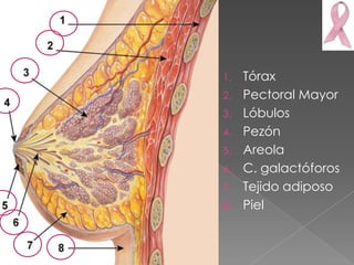 1.   Tórax
2.   Pectoral Mayor
3.   Lóbulos
4.   Pezón
5.   Areola
6.   C. galactóforos
7.   Tejido adiposo
8.   Piel
 