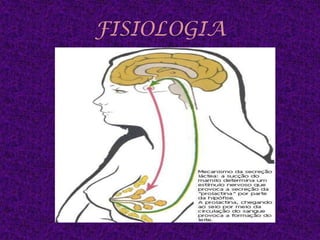 Conductos galactóforos              	15-20Su dilatación forma los senos galactoforos