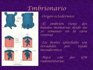 LóbulosAcinos o alveoloCélulas secretoras