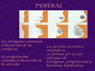 Rodeado células mioepiteliales