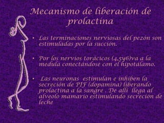 El embrión tiene: dos bandas mamarias desde las 20 semanas en la cara ventral