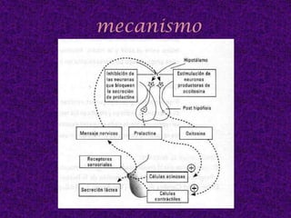 Los brotes epiteliales son invadidos por tejido mesodérmico 