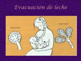 Nace con dos GM rudimentarias PUBERALLos estrógenos estimulan el desarrollo de los conductos La progesterona estimula el desarrollo de los alveolosLos alvéolos secretores verdaderos se forman por acción sinérgica de Estrógenos ,progesterona y hormonas hipófisarias