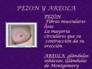 PEZON Y AREOLA PEZÓN Fibras musculares lisasLa mayoría circulares que su contracción da su erección AREOLA  glándulas sebáceas. Glándulas de Montgomery   