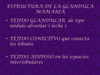 ESTRUCTURA DE LA GLANDULA MAMARIATEJIDO GLANDULAR  de tipo nódulo alveolar ( leche ) TEJIDO CONECTIVO que conecta los lóbulos TEJIDO ADIPOSO en los espacios interlobulares