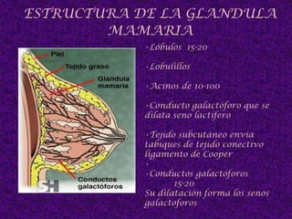 ESTRUCTURA DE LA GLANDULA MAMARIALóbulos  15-20