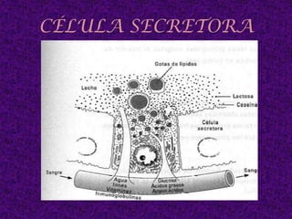 Conducto galactóforo que se dilata seno lactífero