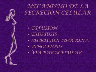 Tejido subcutáneo envía tabiques de tejido conectivo ligamento de Cooper