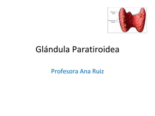 Glándula Paratiroidea Profesora Ana Ruiz 
