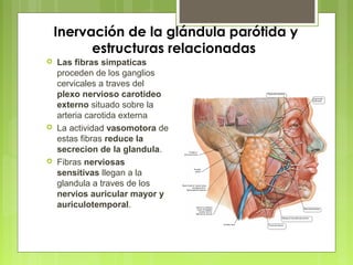 Inervación de la glándula parótida y
estructuras relacionadas
 Las fibras simpaticas
proceden de los ganglios
cervicales a traves del
plexo nervioso carotideo
externo situado sobre la
arteria carotida externa
 La actividad vasomotora de
estas fibras reduce la
secrecion de la glandula.
 Fibras nerviosas
sensitivas llegan a la
glandula a traves de los
nervios auricular mayor y
auriculotemporal.
 