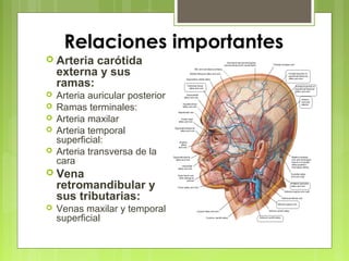 Relaciones importantes
 Arteria carótida
externa y sus
ramas:
 Arteria auricular posterior
 Ramas terminales:
 Arteria maxilar
 Arteria temporal
superficial:
 Arteria transversa de la
cara
 Vena
retromandibular y
sus tributarias:
 Venas maxilar y temporal
superficial
 