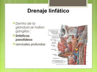Drenaje linfático
 Dentro de la
glandula se hallan
ganglios :
 linfaticos
parotideos
 cervicales profundos
 