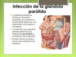 Infección de la glándula
parótida
 La glándula parótida se
infecta por el torrente
sanguíneo, por ejemplo en
las parotiditis (paperas), una
enfermedad vírica aguda y
contagiosa.
 La infección de la glándula
parótida determina una
inflamación (parotiditis) y
tumefacción de la glándula.
 EI dolor intenso se debe a
que la vaina parótida limita
el edema.
 