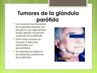 Tumores de la glándula
parótida
 Los tumores mas frecuentes
de la glándula parótida son
benignos y por regla general
suelen afectar a la porción
superficial de la glándula.
 Entre estos tumores se
incluyen el adenoma
pleomorfico y el
adenolinfoma.
 Su importancia estriba en
las relaciones anatómicas
de la glándula.
 