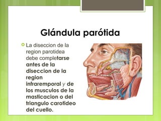 Glándula parótida
 La diseccion de la
region parotidea
debe completarse
antes de la
diseccion de la
region
infraremporal y de
los musculos de la
masticacion o del
triangulo carotideo
del cuello.
 