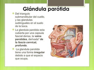 Glándula parótida
 Del triangulo
submandibular del cuello,
y las glandulas
sublinguales en el suelo
de la boca.
 La glandula parotida esta
cubierta por una capsula
fascial densa, la vaina
parotidea, derivada" de
la fascia cervicaL
profunda.
 La glandula parotida
tiene una forma irregular
debido a que el espacio
que ocupa,
 